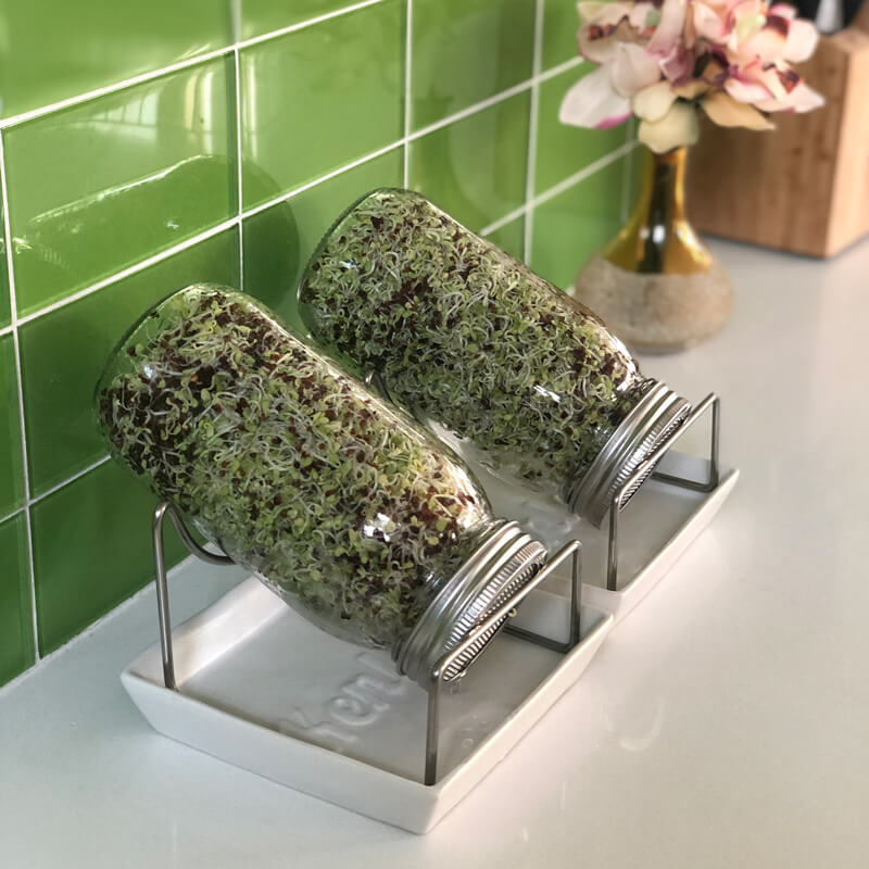 broccoli sprouts