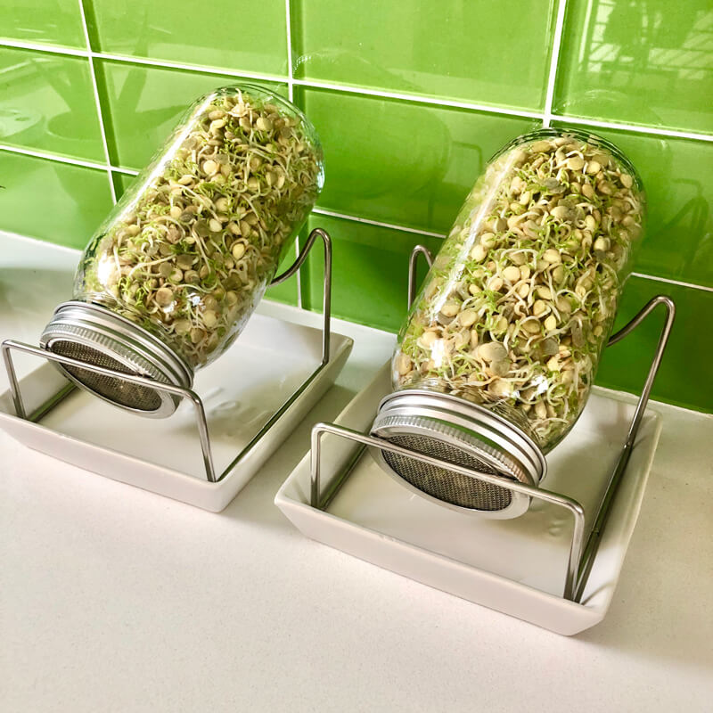 lentil sprouts